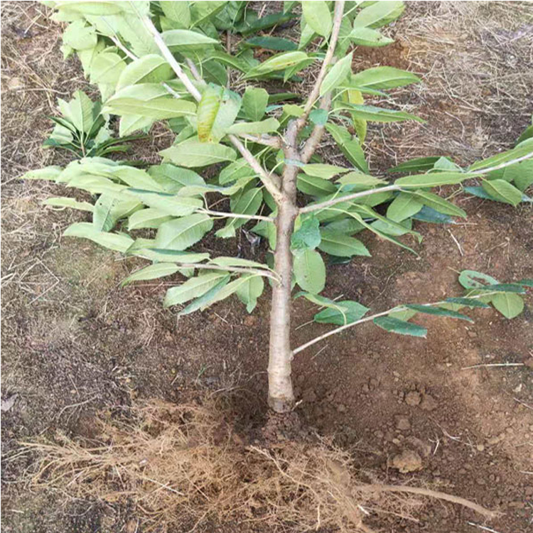 布鲁克斯樱桃苗图片羽腾樱桃苗种植基地
