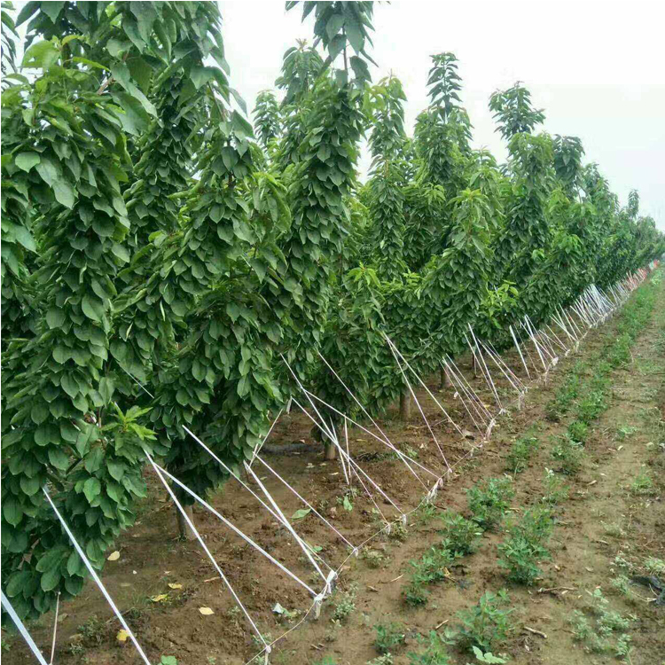 矮化大樱桃树苗供应羽腾吉塞拉6号砧木苗矮化樱桃苗价格
