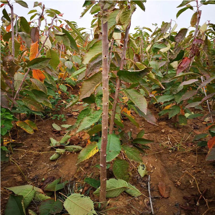 齐早樱桃苗多少钱羽腾樱桃苗种植基地