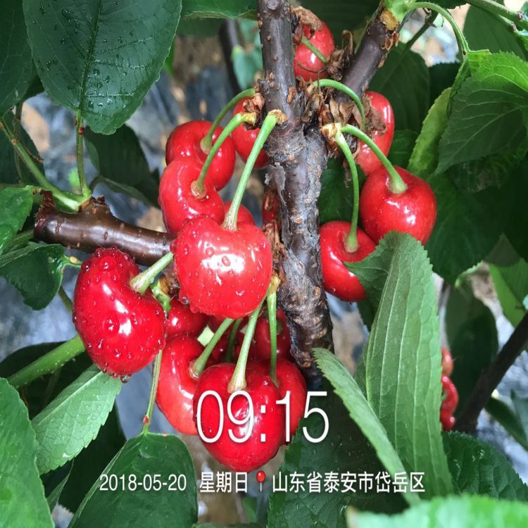 布鲁克斯大樱桃树苗种植时间羽腾樱桃苗厂家
