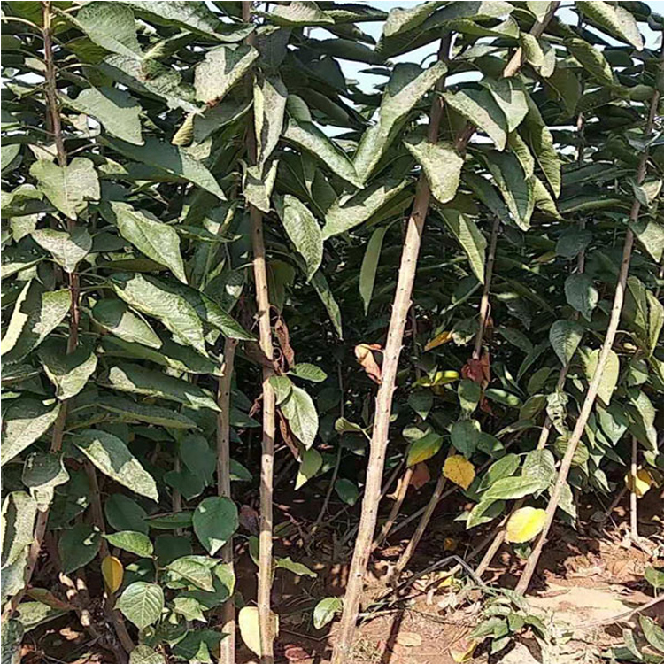 早干阳樱桃苗几月份种植羽腾樱桃苗种植基地