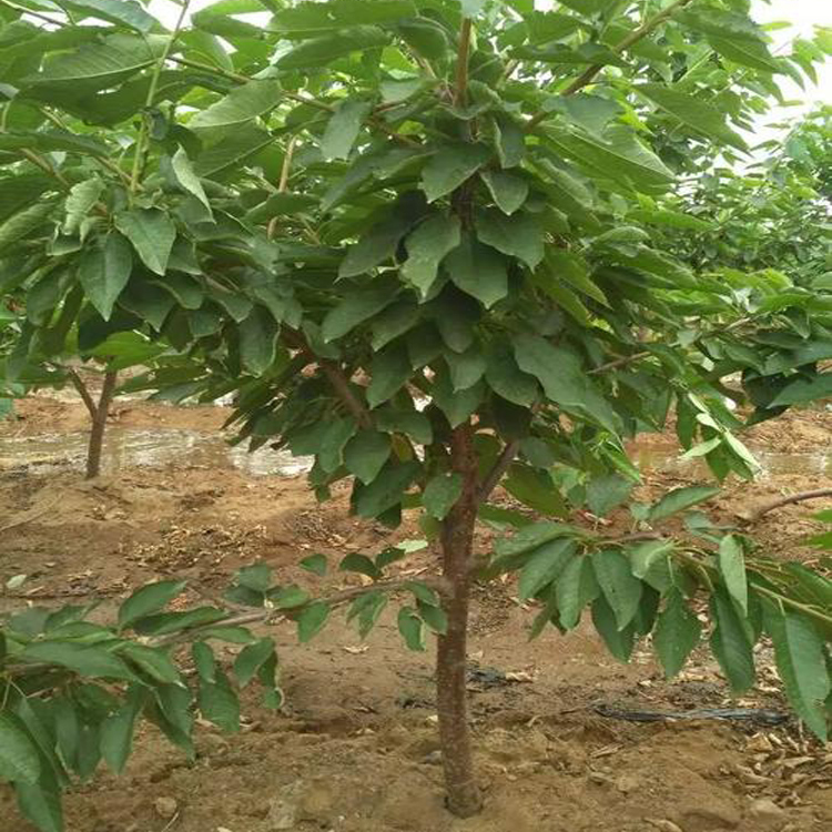 吉塞拉砧木苗樱桃苗圃羽腾樱桃苗种植基地