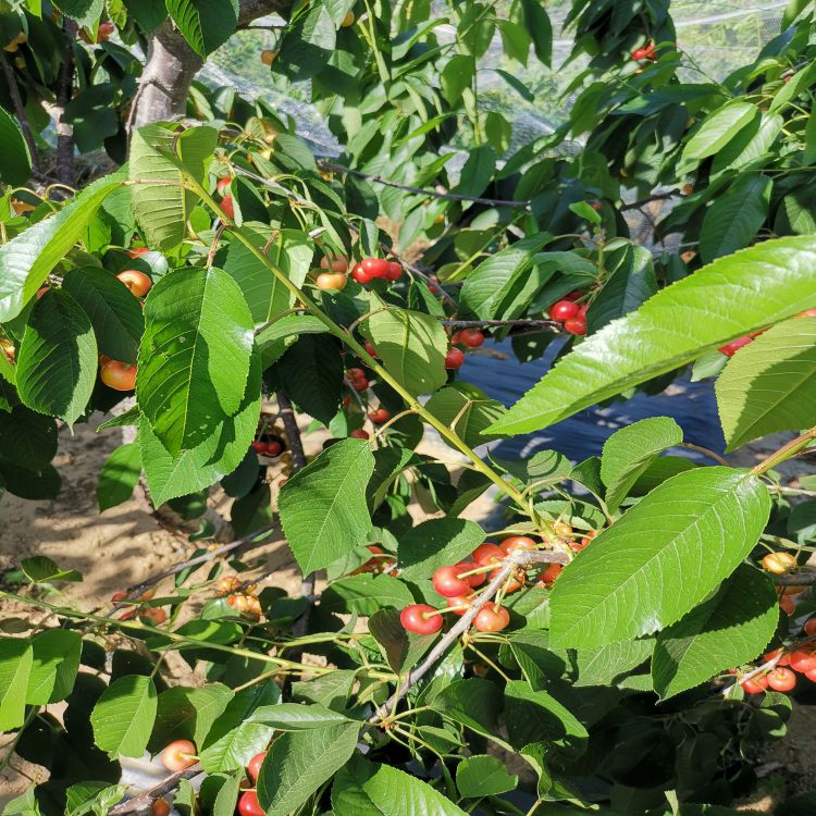 大樱桃树苗厂家批发樱桃苗圃基地直供价格优惠