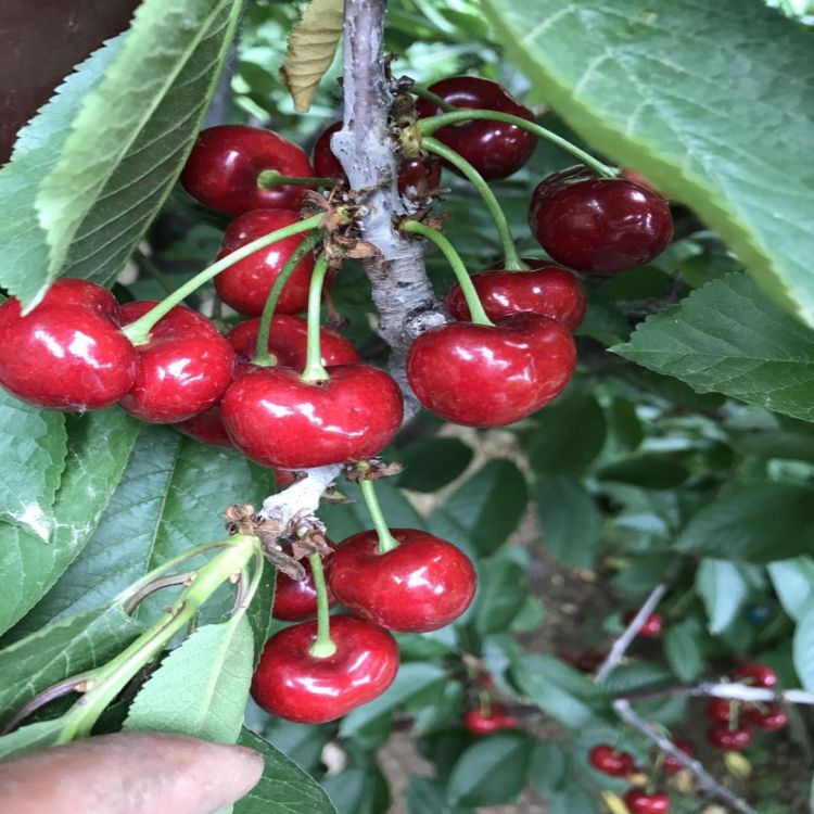 美早大樱桃树苗种植时间早熟新品种