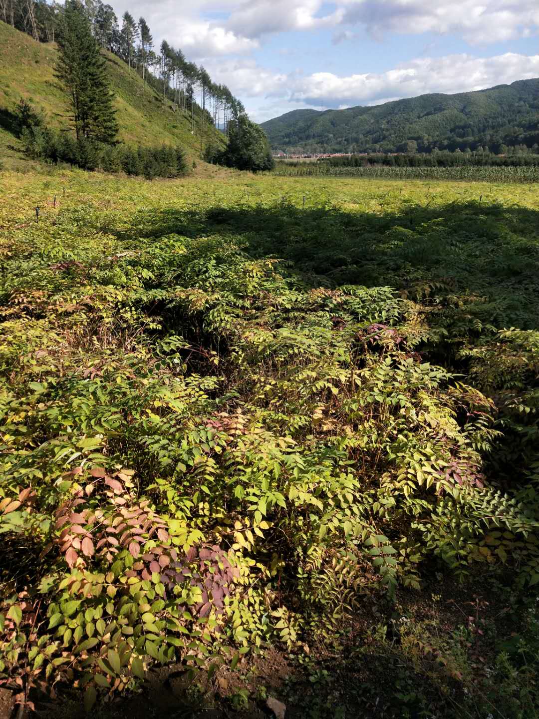 大量批发刺嫩芽苗 刺嫩芽苗价格 刘家苗圃刺嫩芽苗