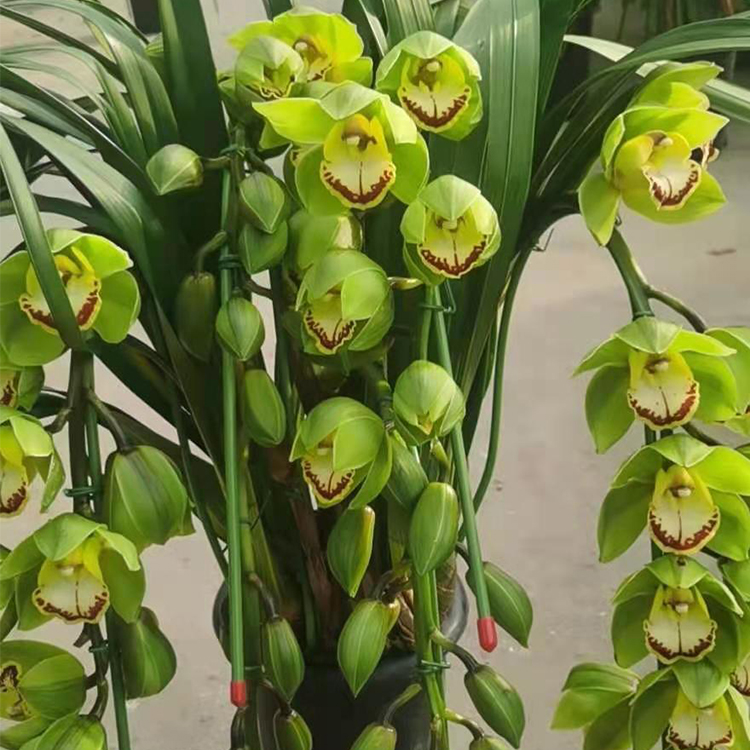 喜爱的观赏植物 大花蕙兰盆栽培育基地 春彩