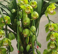 喜爱的观赏植物 大花蕙兰盆栽培育基地 春彩