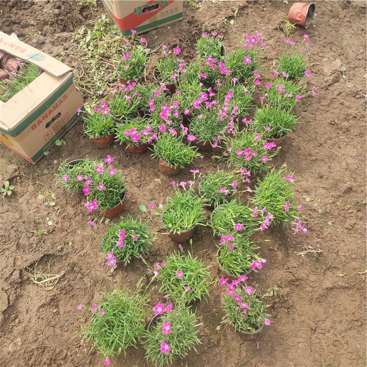山东花卉欧石竹小苗 一二年宿根花卉  欧石竹报价