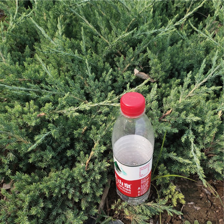 铺地柏价格 山东铺地柏小苗 苗圃基地批发