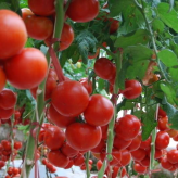 德莱二号    国外引进种子  杂交品种西红柿种子  植株长势强健