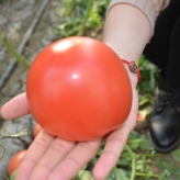 德莱六号   番茄种子  秋延种子西红柿种子  越冬温室种植