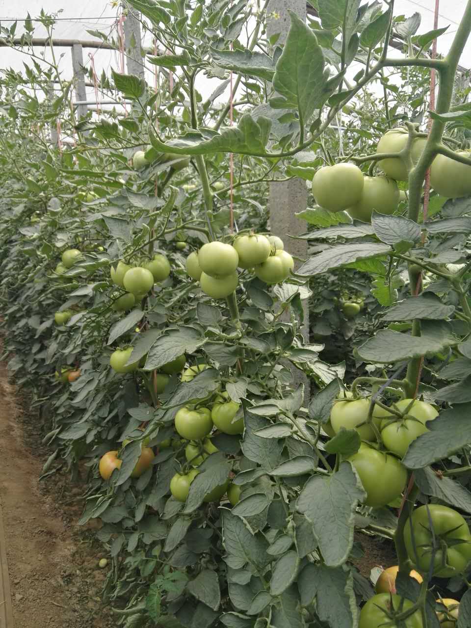 德莱708    新品种   西红柿种子  杂交一代番茄种子  粉红硬果西红柿