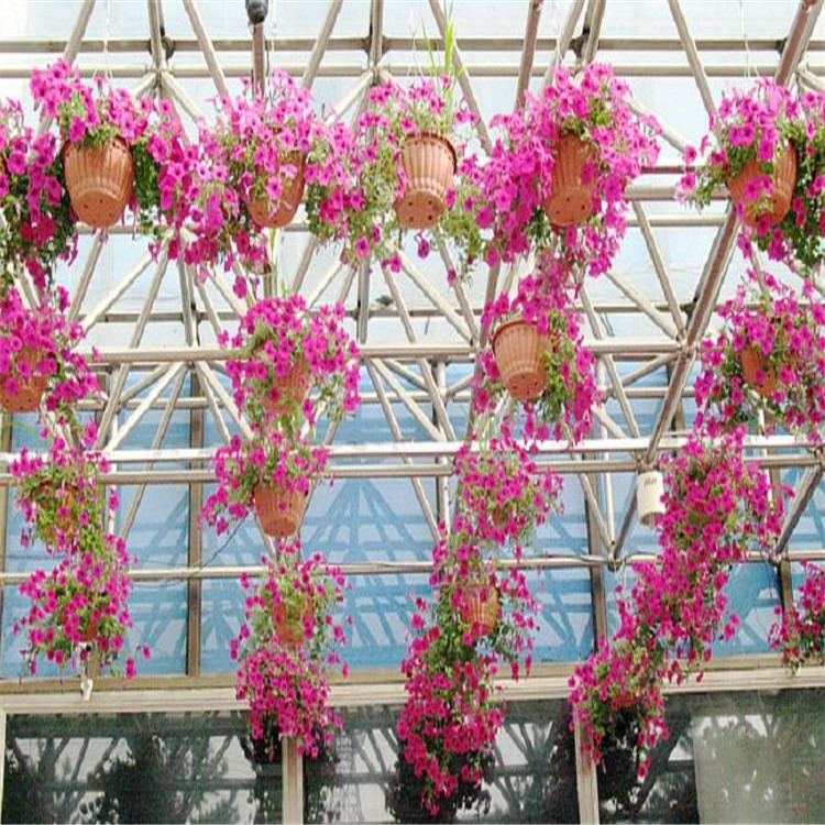 时令花卉 矮牵牛 五彩牵牛 垂钓牵牛 草花牵牛  