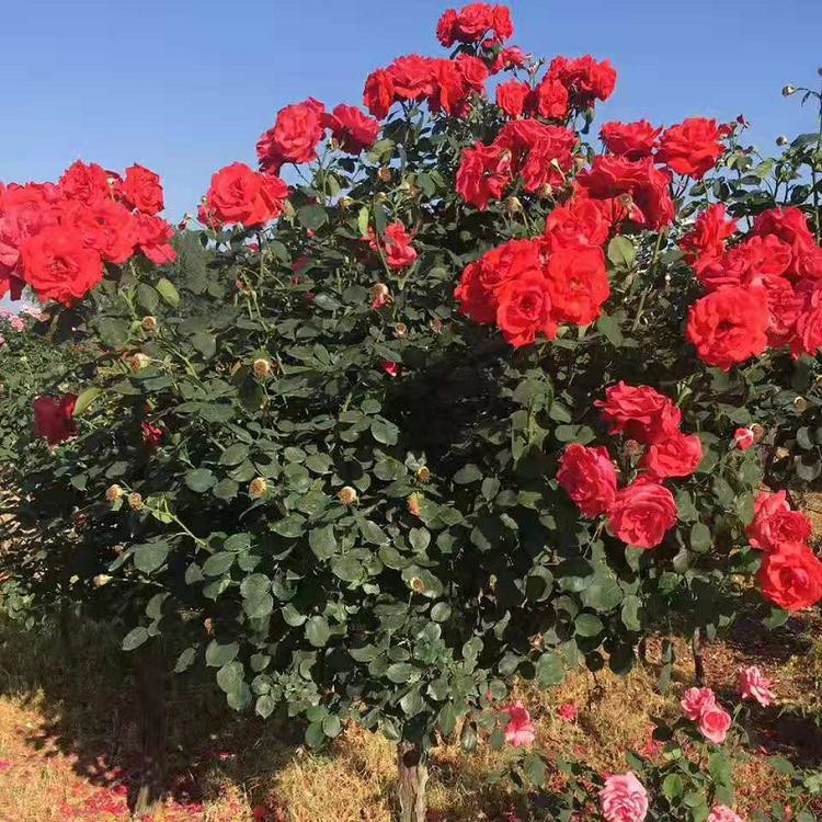 产地销售  大花品种月季  庭院种植观花 大花月季批发