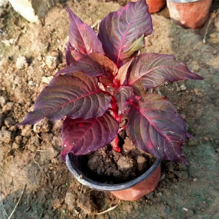  欧润 红叶鸡冠花 观赏花鸡冠花 大量批发