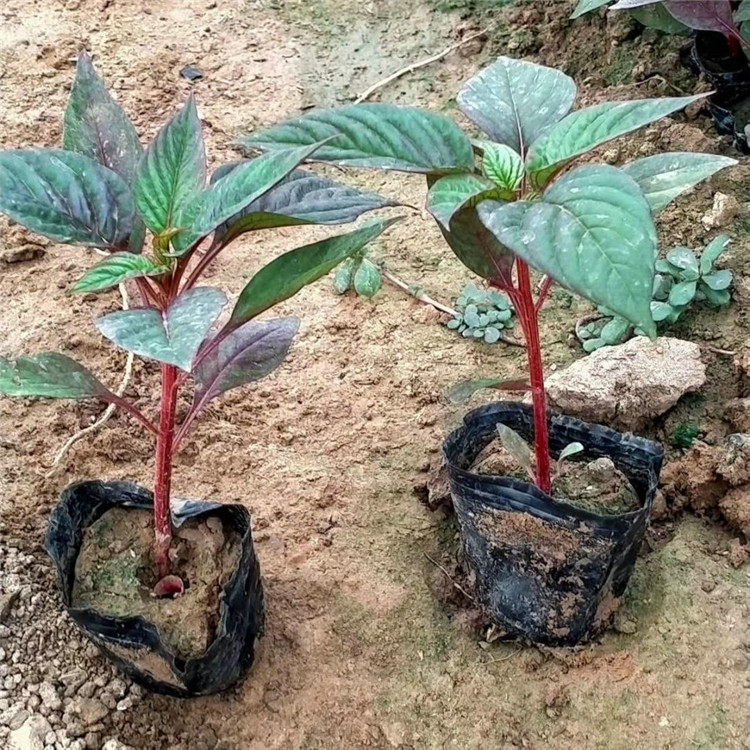 欧润 红叶鸡冠花 穗状鸡冠花 种植基地