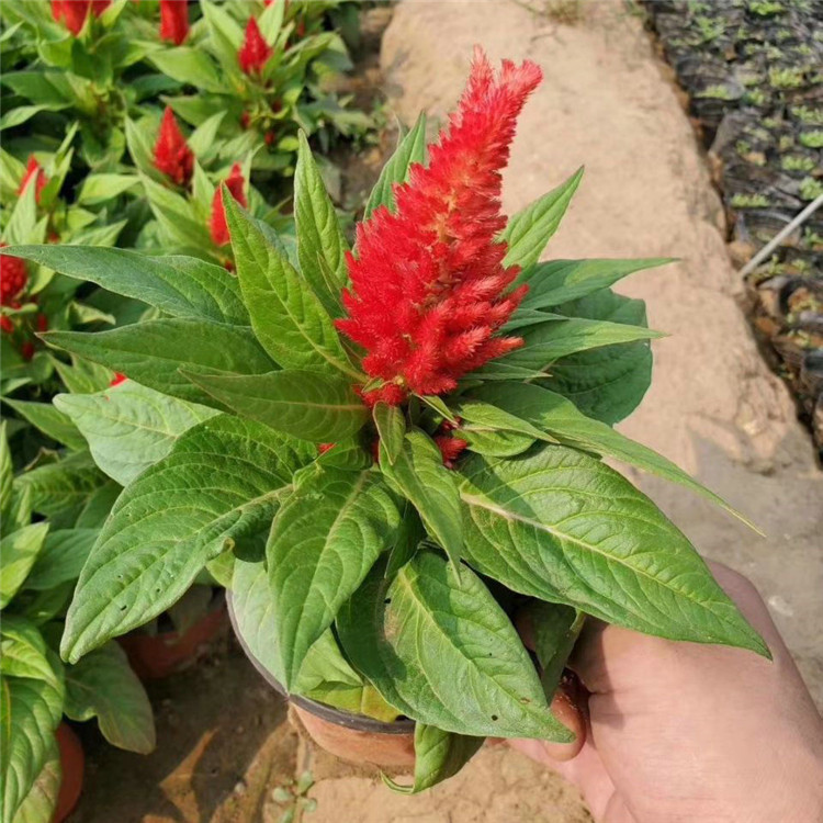 欧润 草花鸡冠花 绿化鸡冠花 基地供应