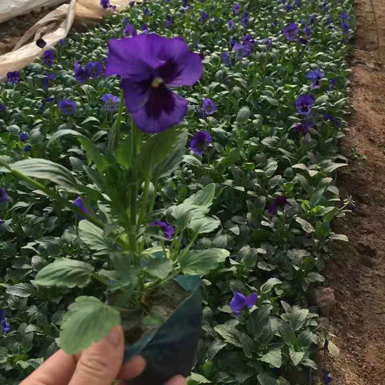 三色堇观赏花卉 山东绿化用三色堇 御景花卉批发