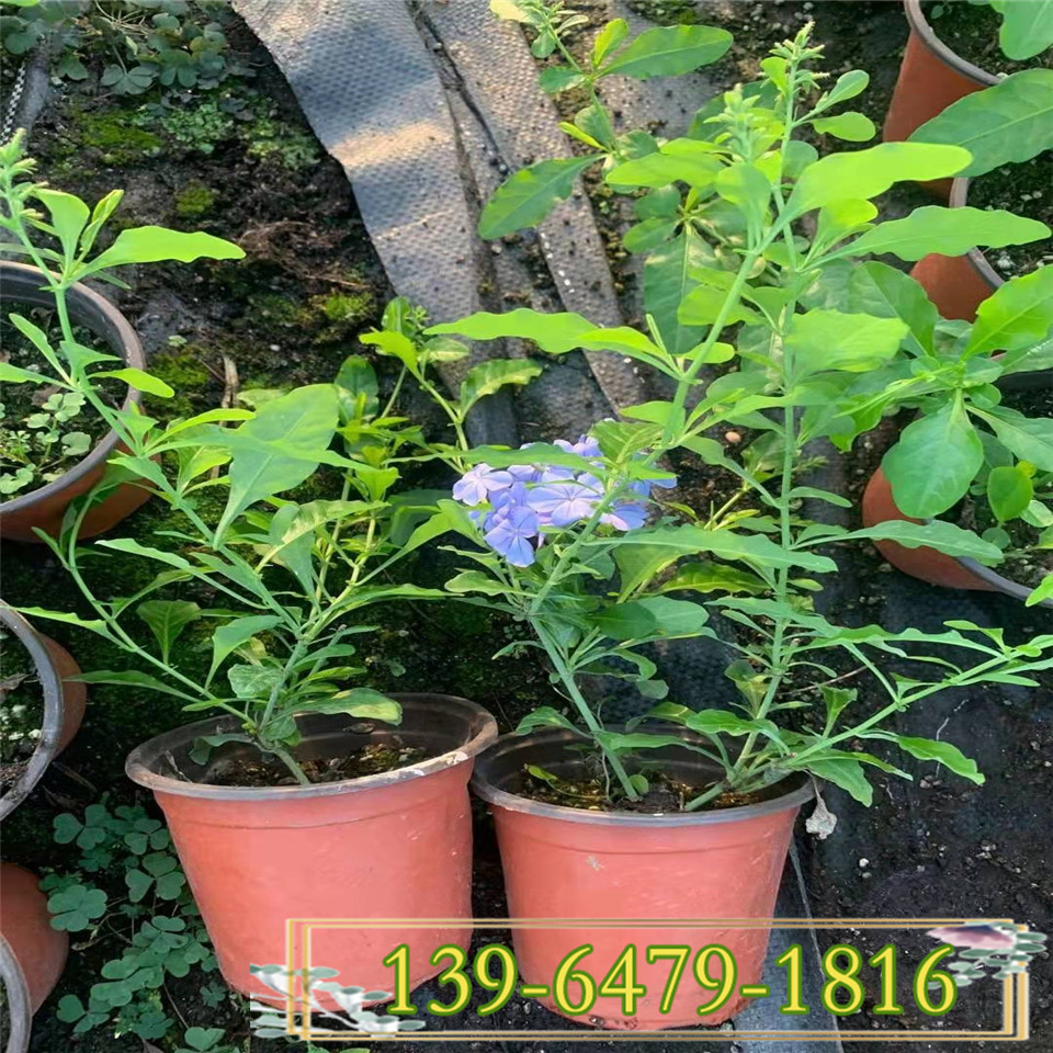 蓝雪花修剪 点缀花镜蓝雪花带土盆苗 青州花卉