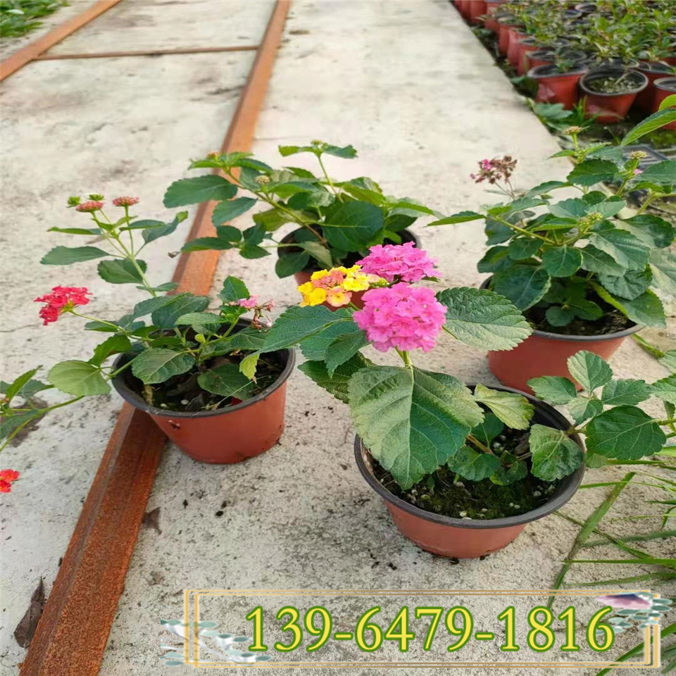 耐热好养活马樱丹盆栽苗 七变花五色梅营养钵苗 山东种植基地