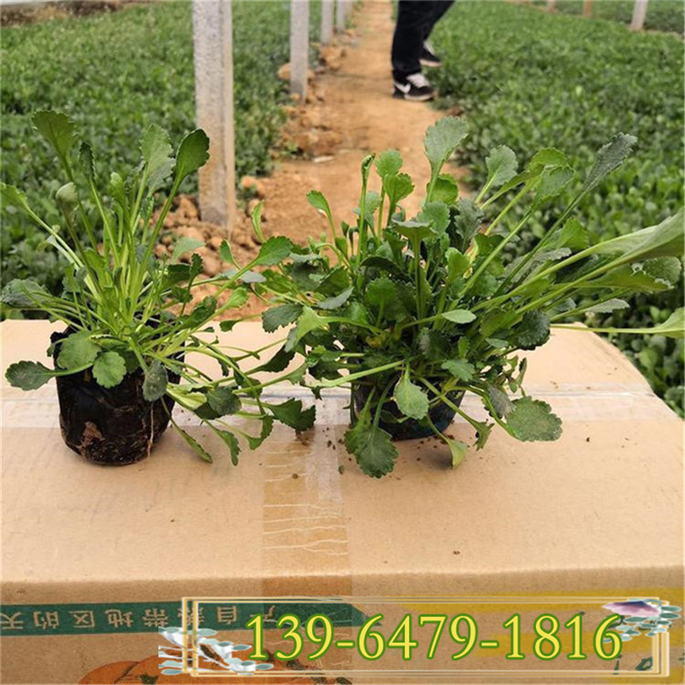 盆栽苗大滨菊 青州基地批发白晶菊小苗 宿根花卉大滨菊容器苗