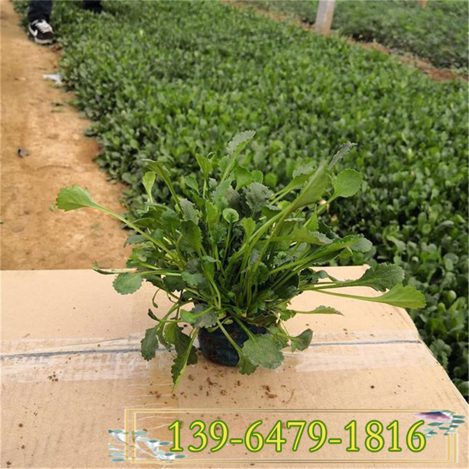大滨菊幼苗 大滨菊小杯苗价格 白色大滨菊种植基地 