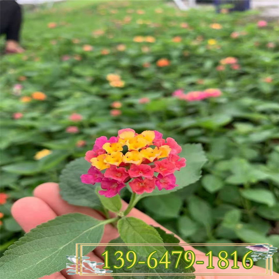 五色梅盆栽苗 五色梅花苗供应 一朵花五个颜色的植物