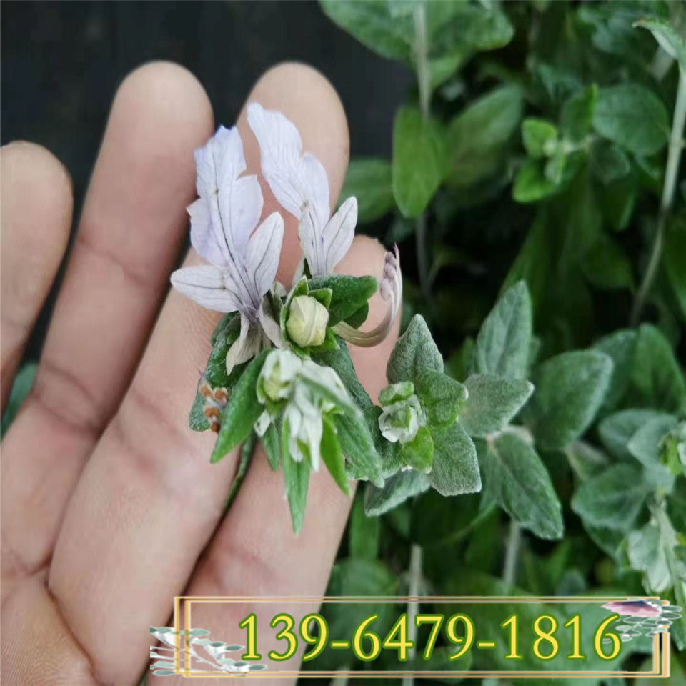 水果兰盆栽苗 多年生观叶植物水果蓝小苗 道路绿化苗