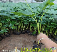 基地供应八角金盘工程绿化苗 八角金盘营养钵苗批发 量大价优