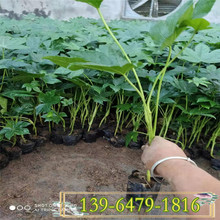 基地供应八角金盘工程绿化苗 八角金盘营养钵苗批发 量大价优