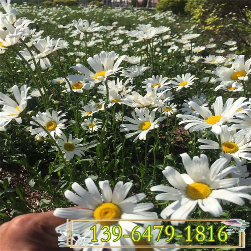 种植基地直供大滨菊小苗 适合景区公园种植 大滨菊杯苗