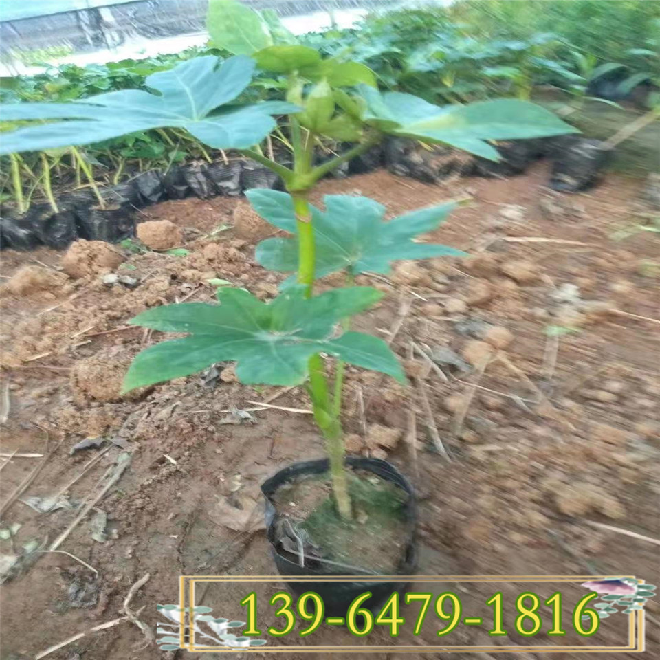 八角金盘容器苗批发商 八角金盘盆栽苗种植基地  山东苗木供应