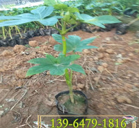 八角金盘容器苗批发商 八角金盘盆栽苗种植基地  山东苗木供应