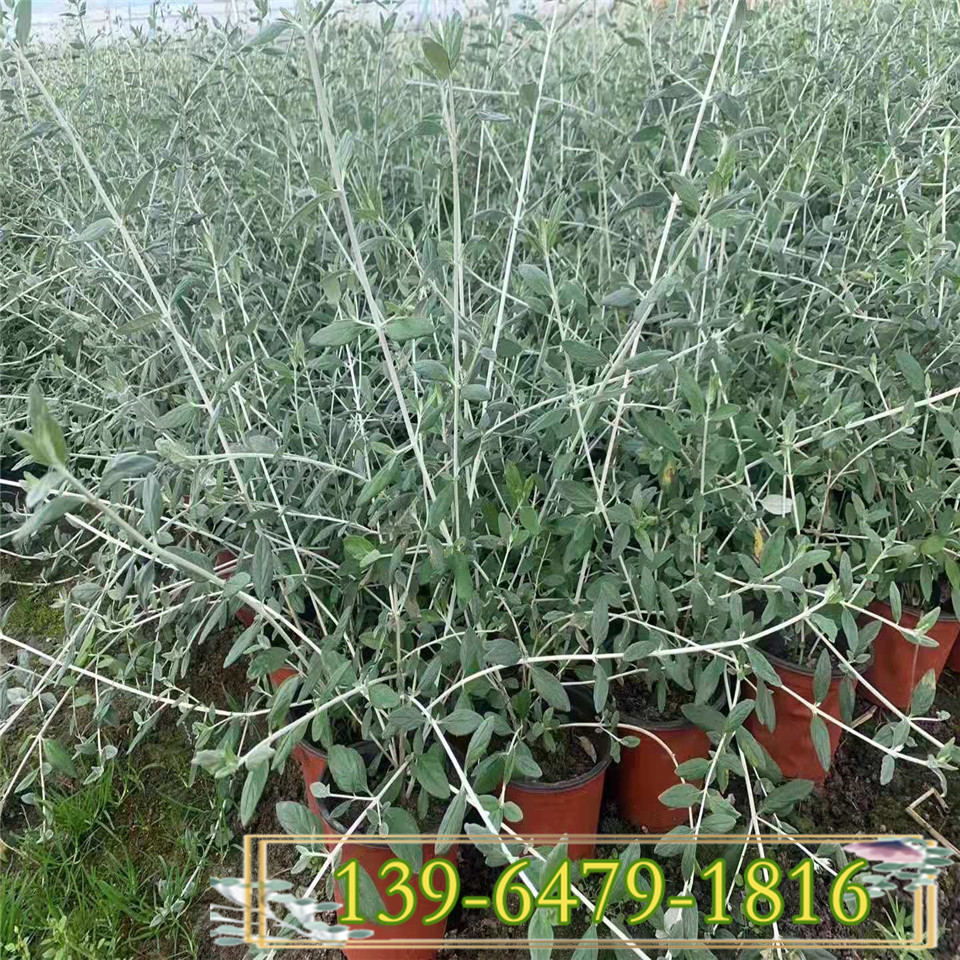 宿根观叶植物 水果蓝双色盆现货订购 垂钓植物水果兰大杯苗