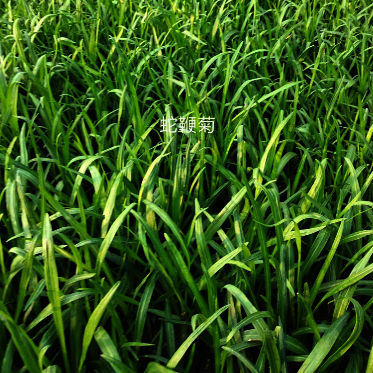 蛇鞭菊价格 蛇鞭菊出售 蛇鞭菊种植基地 夏杰花卉