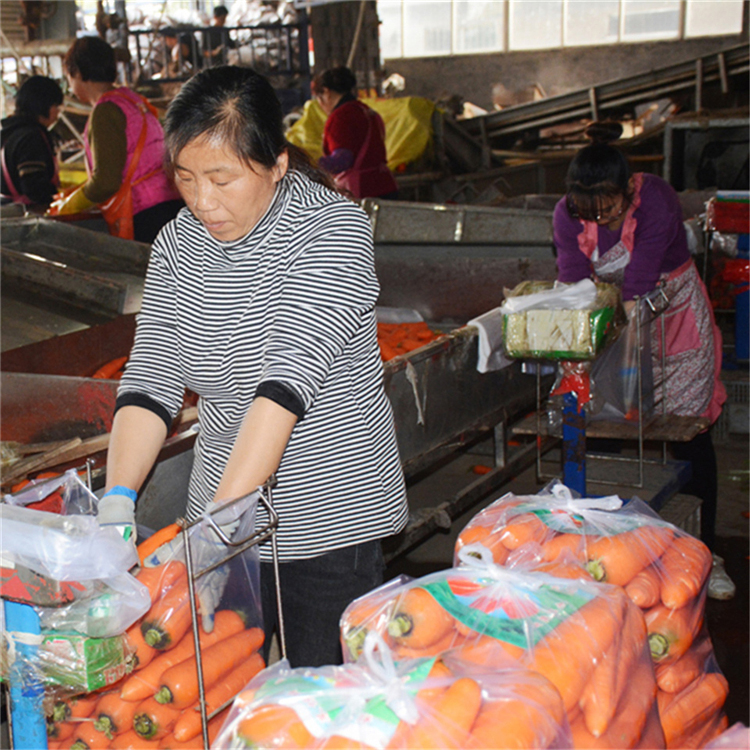 带泥胡萝卜批发  学校食堂餐厅胡萝卜 量大从优