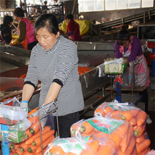 带泥胡萝卜批发  学校食堂餐厅胡萝卜 量大从优