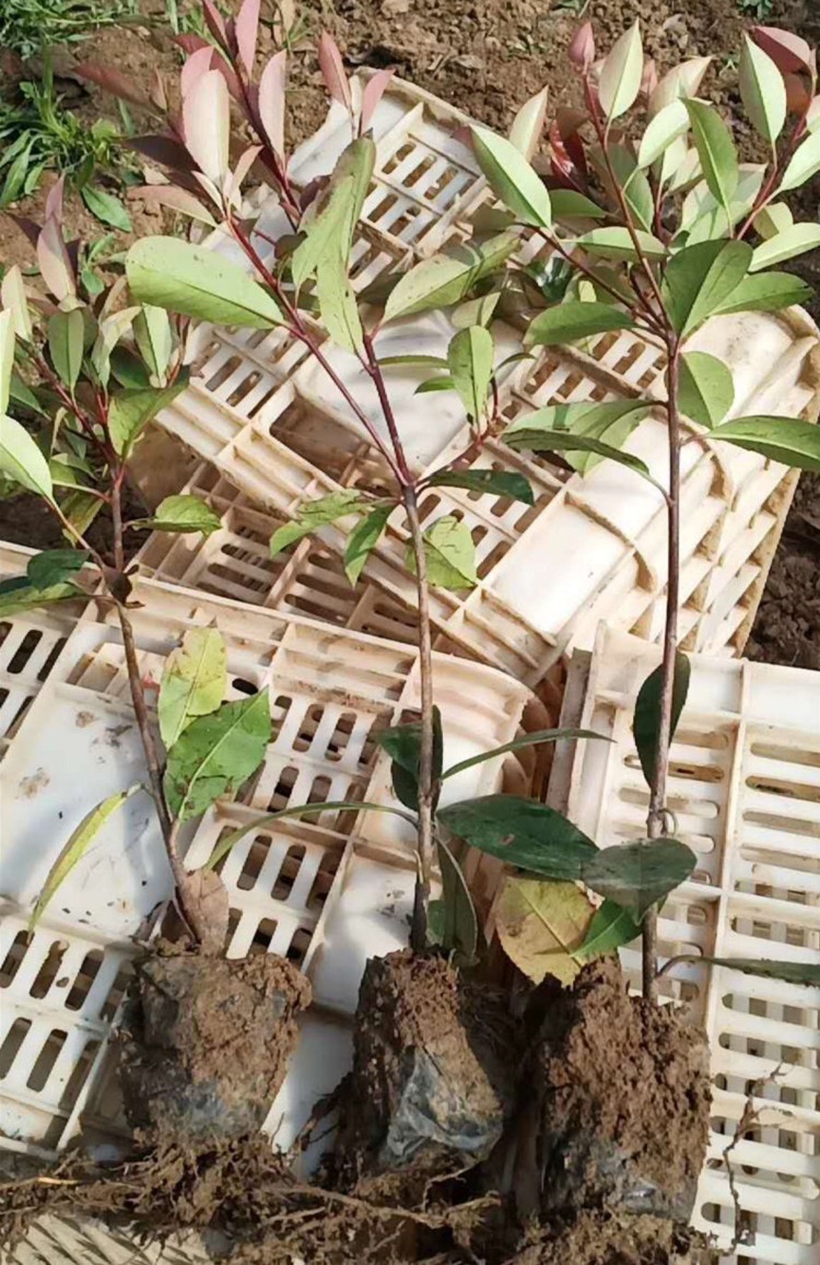 常绿小乔木 红叶石楠种植基地 嘉耀 欢迎来电
