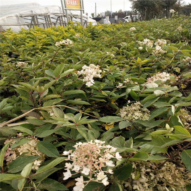珍珠梅价格 珍珠梅种植基地 珍珠梅精选厂家 江瑞园艺
