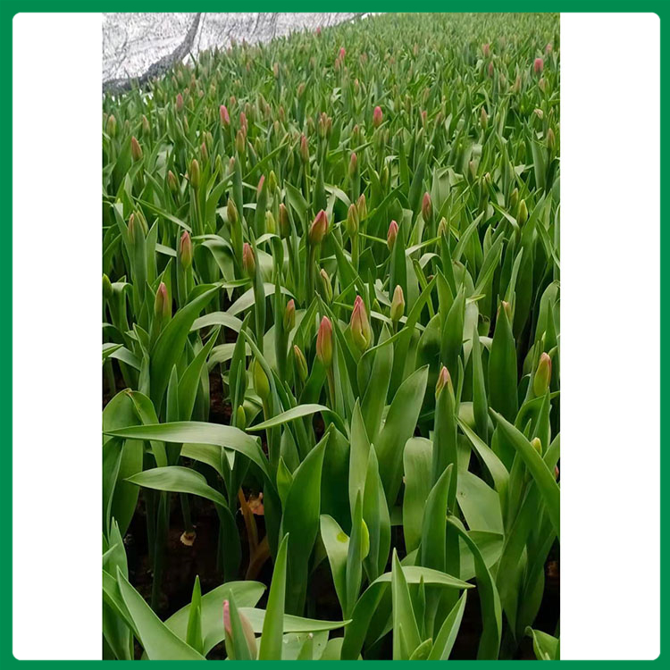 观花植物 郁金香盆栽批发来凯洋花卉 容易栽培