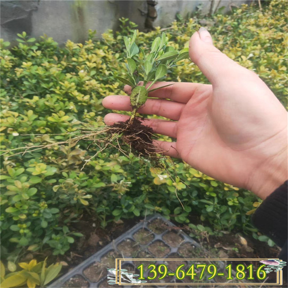 北海道货源穴盘苗根系好成活 耐修剪北海道小苗 四季翠绿