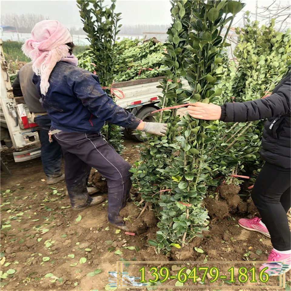 大量供应高度1.8米北海道黄杨 1.5米北海道黄杨种植基地 北方货源