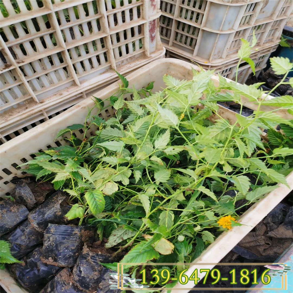 园林绿化用棣棠花营养钵苗 花灌木盆栽棣棠小苗 地栽棣棠花