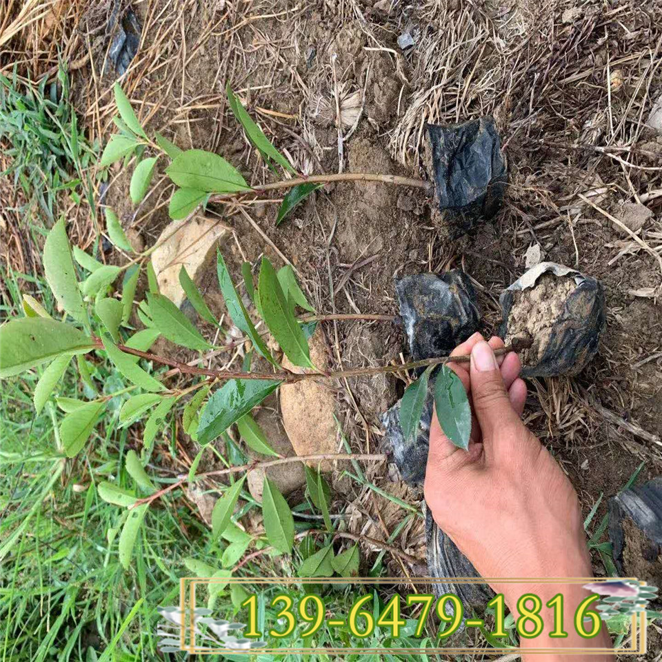 大量供应绿化苗 25公分高红叶石楠小苗 北方货源红色色块
