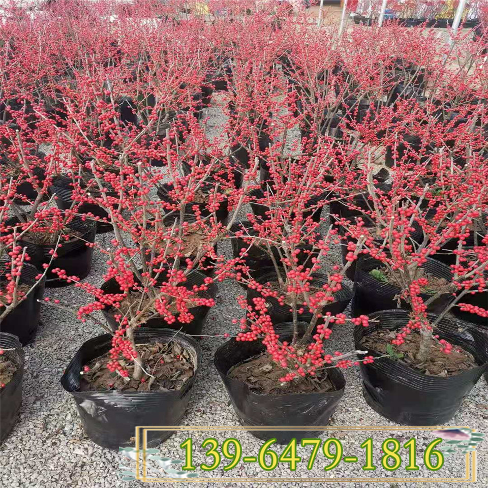 四季常青北美冬青盆栽 株形好看的北美冬青基地 结红色果子的植物