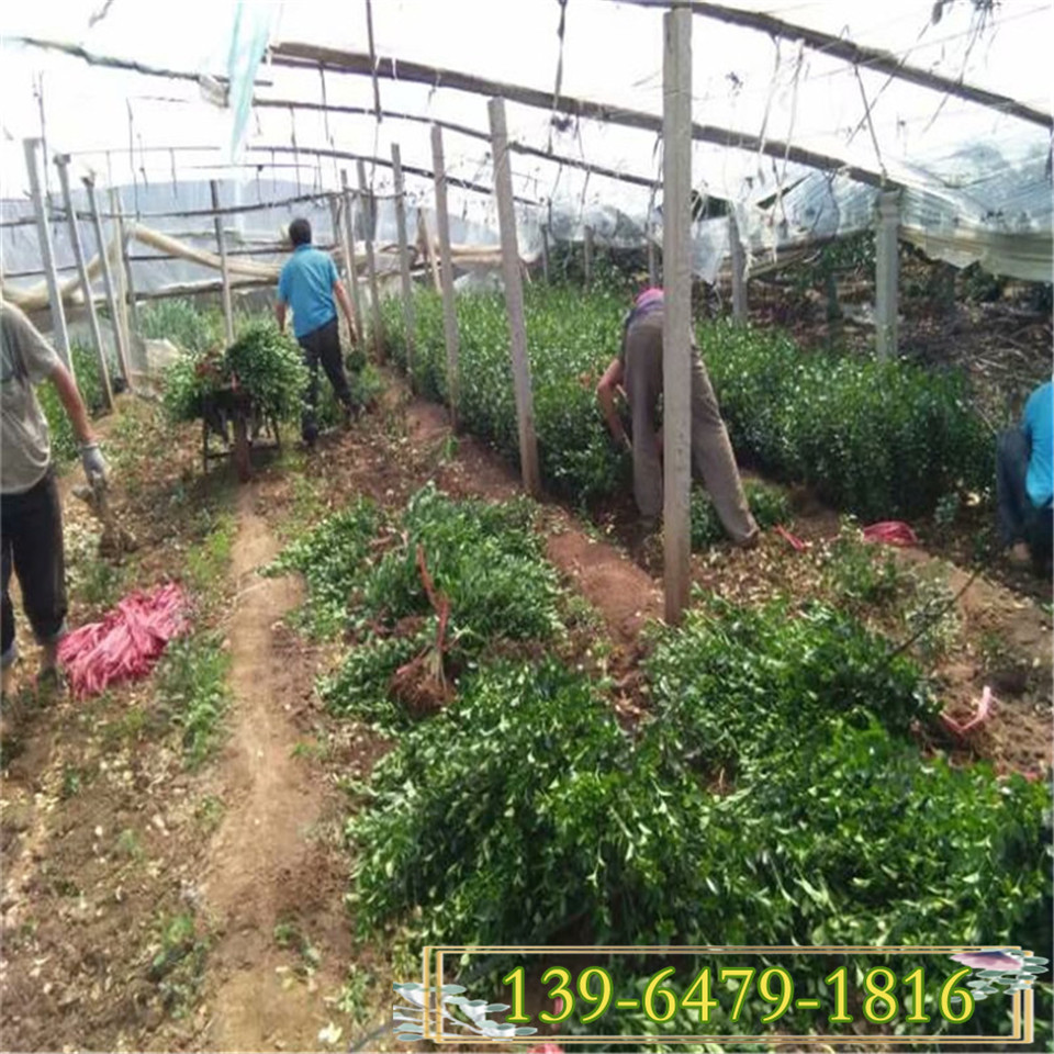 出售瓜子黄杨上盆苗 绿化工程苗 青州小叶黄杨苗 根系发达