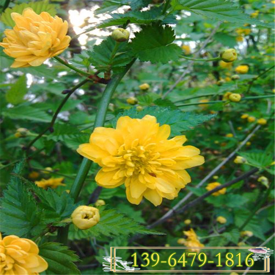 绿化苗木棣棠花灌木 公园绿化棣棠小苗 青州花卉