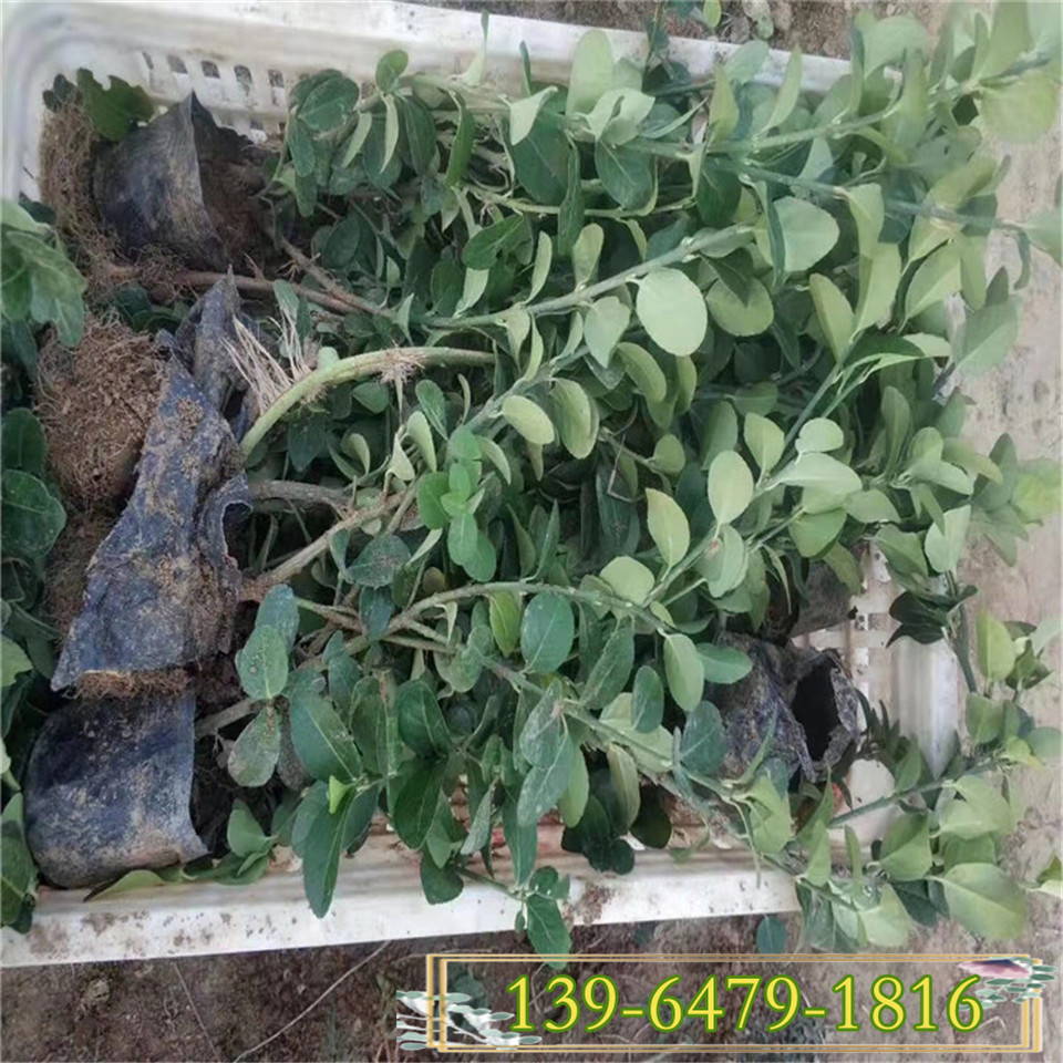 护坡绿化小叶扶芳藤价格 爬行卫矛高度30公分 冬季红叶爬藤种植基地