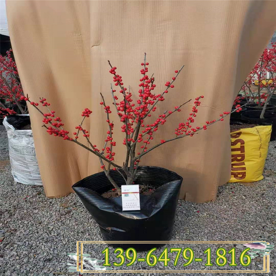 欧美冬青盆栽苗批发 北美冬青容器苗 景观园林绿化苗木 