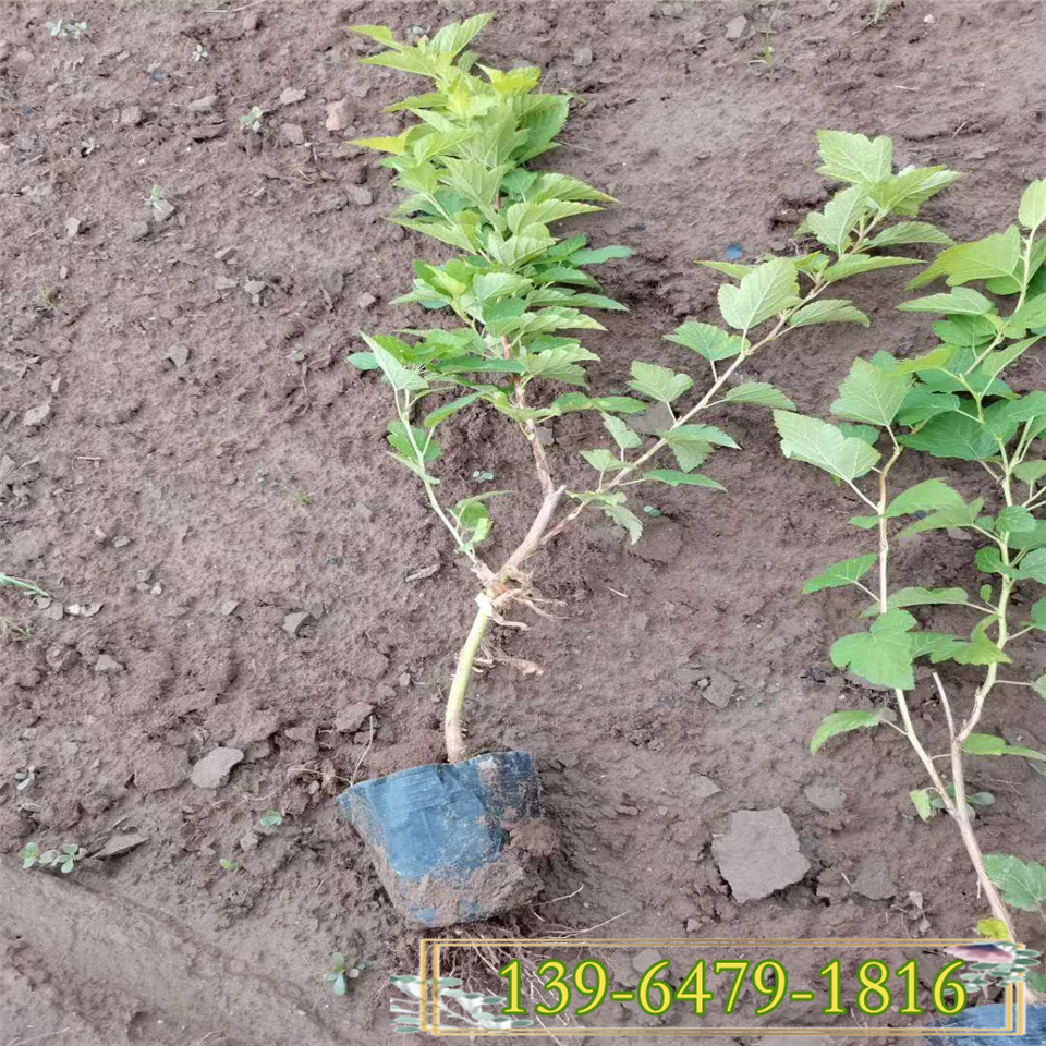 丛生多年生棣棠营养钵苗 路边开黄花植物 棣棠容器苗